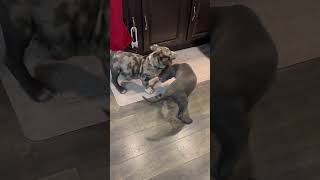 Merle Bully Vs Blue Who will win merlebully bomdia warzone puppy xlbullynation americancity [upl. by Ailekahs]