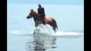 Favorite Pastime for horses at Tagaytay Highlands [upl. by Dranek]