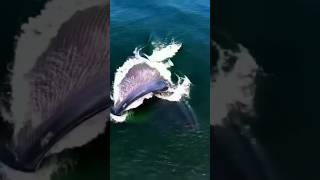 Amazing sea animals Say one word for this video [upl. by Nigam954]