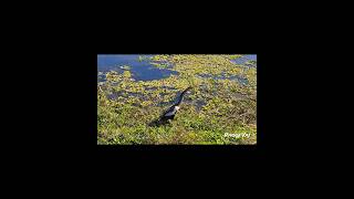 Anhingas swamp naturelovers birdphotography birdwatching birdwatchers birdwatch bird nature [upl. by Kassey]