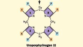 Biosynthesis of Heme porphyrin ring  Heme [upl. by Yro957]