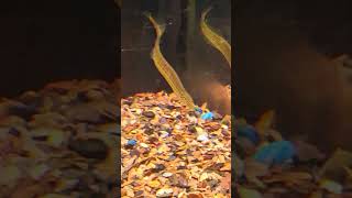 Yellow Tailed Spiney Eel [upl. by Erich]