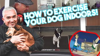 How to Exercise Your Dog Indoors Using a Treadmill [upl. by Kimmy]