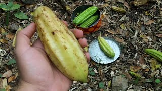 Cuajilote guajilote turi cacao de mono jilote de árbol pepino kat Parmentiera aculeata [upl. by Nya327]