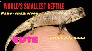 NanoChameleon The Worlds Smallest Reptile [upl. by Lyrred]