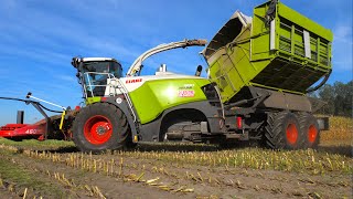 Maize harvest  Claas 980 Field Shuttle  New Holland T7270 Blue Power Tractoren  DeBruyne [upl. by Millford325]