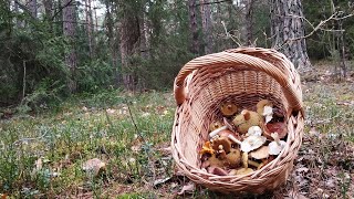 Grzyby późnej jesieni gąski podgrzybki wodnicha późna i inne Wypad do pięknego wiejskiego lasu [upl. by Ishmul]