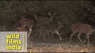 Herd of Spotted deer in Bandipur National park [upl. by Aicala]