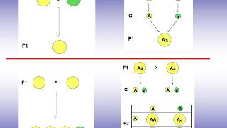 Las leyes de la herencia Genética mendeliana [upl. by Enej]