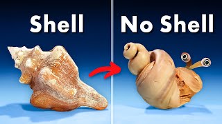 Whats Inside a Conch Shell [upl. by Ronnie]