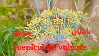 Foeniculum vulgare I باديان I سونف I Hakim Mohd Afsahul Kalam I AsfiUnimedica I Unani [upl. by Mettah]