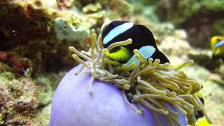 Diving Maldives Kuramathi Rasdhoo  North Ari Atoll [upl. by Asseram522]