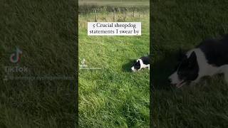 5 sheepdog dogtraining dogwhistle dog Top tips on sheepdog training [upl. by Meaghan576]