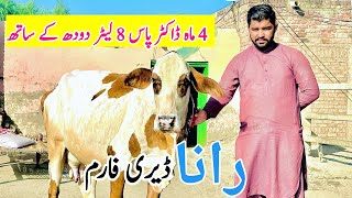 Dr Pass Khangher Cows  T￼op Class 4 Cows For sale In Sargodha Pakistan  Bismillahbest 19 November [upl. by Acinoda702]