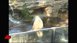 Expert German Celebrity Polar Bear Knut Drowned [upl. by Michella]