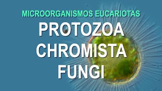 MICROORGANISMOS EUCARIOTAS PROTOZOA CHROMISTA FUNGI [upl. by Nauqyt]