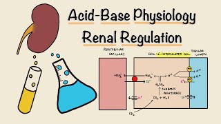 Acid Base Physiology  Part Three  Renal Regulation  Acidification of Urine  Renal Physiology [upl. by Llemaj]