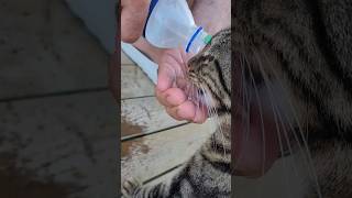 sokak kedilerimiz❤️ Arcanus side resort music kediler Katzen tiere antalya side türkiye [upl. by Pilihp]