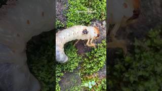 Grub Worm🐛 asmr grubworm worm insects nature animals earthworm soilworm naturephotographer [upl. by Hollinger59]