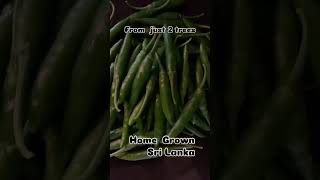 Green chillies Home Grown Sri Lanka homegrown srilanka eathealthy food healthy [upl. by Martreb]