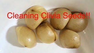 Cleaning your Clivia Seeds [upl. by Noguchi]