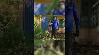 Backyard Cleanup Wonders Cutting Overgrown Grass and Creating Beautiful Lawns [upl. by Garrett81]