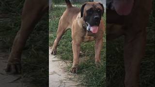 Heavy muscled dog of China Boerboel [upl. by Beckett]