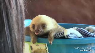 Baby sloth Nazli drinking milk  031024  SlothTV via exploreorg [upl. by Aunson283]