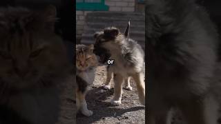 Cats vs Dogs Who’s the Better Listener 🐱🐶 [upl. by Shirlee483]