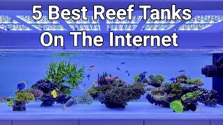 5 Best Reef Tanks On The Internet [upl. by Timmi]