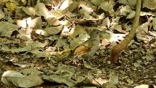 Turdus leucomelas [upl. by Ocirderf235]