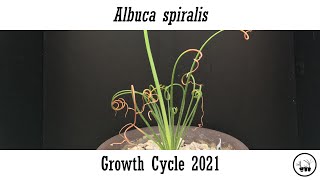 Albuca spiralis growth cycle 2021 [upl. by Oswin]