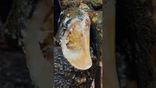 hidden damage behind the surface of the cows hoof shorts satisfying asmr hoof [upl. by Nylimaj]