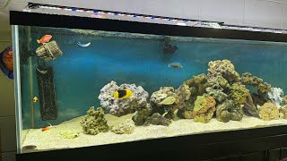 Saltwater Fish Only Tank [upl. by Harad329]