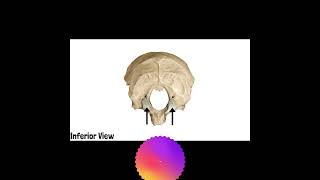 Occipital Bone Anatomy  Cranial Osteology 9 mbbs doctor anatomyandphysiology [upl. by Dorinda]