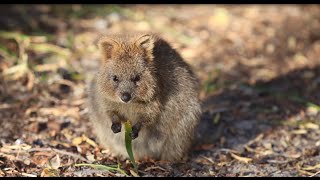 Quokkas of Rottnest Island WA [upl. by Filipe]