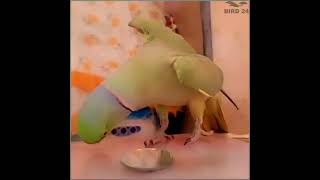 tum kitne Sundar ho 🦜parrot bolnewalaparrot [upl. by Attenrev]