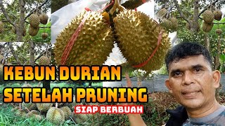 Kebun Durian Setelah Pruning Siap Berbuah [upl. by Nanerb]