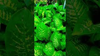 Happiness giving plant dieffenbachia plant indore plant good luck plant gardenning youtube [upl. by Haydon]