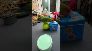 Bird Training  Smart lovebird Parrot  Smart Little Cute Parrot training smartparrot cute [upl. by Demmahum]