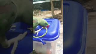 Parrot ka majedar karname funny videos [upl. by Ferreby]