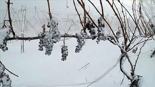 Eiswein Süße Spezialität mit Nervenkitzel [upl. by Marlene882]