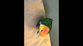 Georgie Caique talking amp being silly [upl. by Aitas]