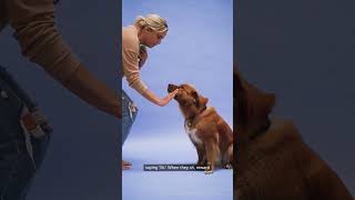 3 Ways to Train Your Puppy to Sit PuppyTraining SitCommand DogTrainingTips PuppyTips [upl. by Goeger]