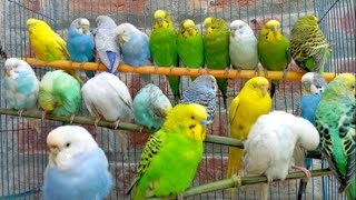 budgie sounds [upl. by Breanne]