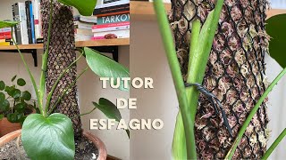 Como fazer um TUTOR de esfagno para plantas [upl. by Launcelot]