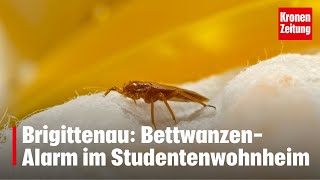 BettwanzenAlarm im Studentenwohnheim  kronetv NEWS [upl. by Trimmer617]