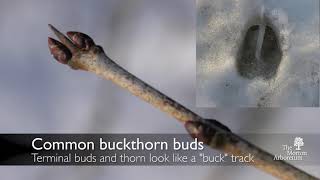 How to identify common buckthorn Rhamnus cathartica [upl. by Osborn]