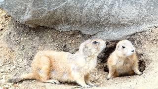 Prairie Dog Cynomys pup kit baby boy young puppy cub kitten Jungtier Weißer Zoo Kernhof Tiergarten [upl. by Earvin250]