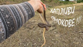 ХАПЛИВИ СМОКОВЕ BITEY WHIPSNAKES DOLICHOPHIS CASPIUS [upl. by Eiloj]